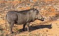 4. Szavannai varacskosdisznó (Phacochoerus africanus) (Zambézi Nemzeti Park, Zimbabwe) (javítás)/(csere)