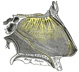 Nervus olfactorius