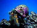 Aniculus maximus at the Waikiki Aquarium.