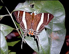 Marpesia orsilochus, vue dorsale (recto), Guyane française