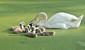 Image 98Mute swan and cygnets on a duckweed-covered pond