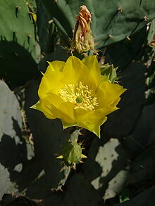 'O. lindheimeri blooming, Behbahan