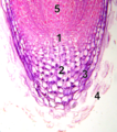 Punta d'una rel al microscopi