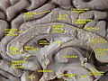 Cingulate Korteks'in yüzeyi.