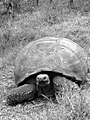 Image 46A Galápagos tortoise (Chelonoidis nigra) on Santa Cruz. C. nigra is the largest living species of tortoise, hunted to near extinction during the islands' whaling era. (from Galápagos Islands)