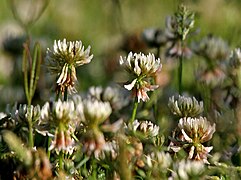 Trifolium repens em Kullu (Himachal Pradesh, Índia.)