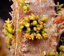 Floração sobre Euphorbia pillansii.