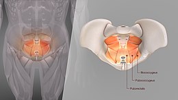 3D medical illustration presenting Levator ani