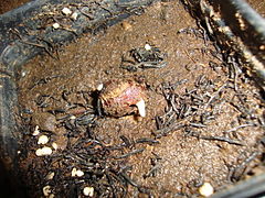 Semilla de Adansonia grandidieri brotando.