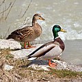 Pato-real (Anas platyrhynchos)(forma selvagem do pato-marreco).