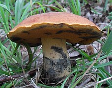 Suillellus queletii, le Bolet de Quélet, comestible après cuisson.