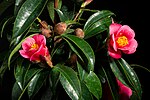 Camellia hongkongensis