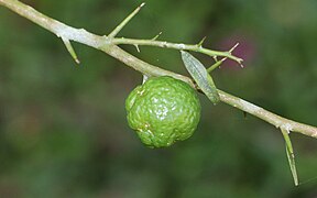 Citrus australis (« lime ronde australienne »)