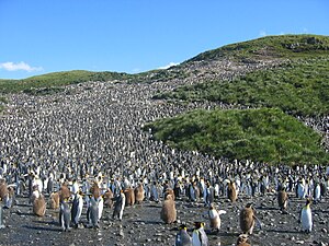 Great colony of about 60.000 pairs of hatching King Penguins (Aptenodytes patagonicus) in Salisbury plain on South Georgia.