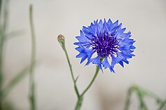 Cornflower (also called bluebottle).