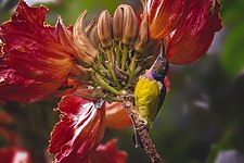 Brown-throated sunbirds Photograph: Domzjuniorwildlife