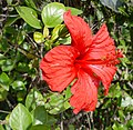 Hibiscus (Hibiscus rosa-sinensis)