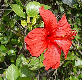 Kiinanruusu (Hibiscus rosa-sinensis)