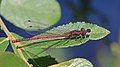 Large red damselfly in Swinley Forest, Berkshire