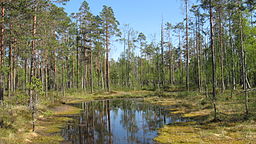 Myrdamm i Lauhanvuori nationalpark