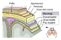 Meninges-it.svg