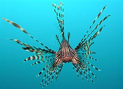 Pterois volitans