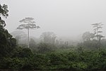 Tropical trees in a fog