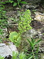 Aeonium tabuliforme