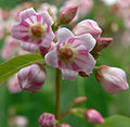 Květy Apocynum androsaemifolium