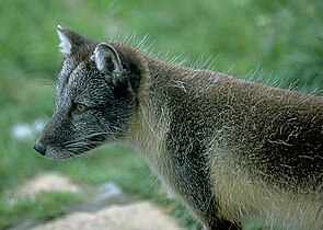 Vulpe polară (Vulpes lagopus)