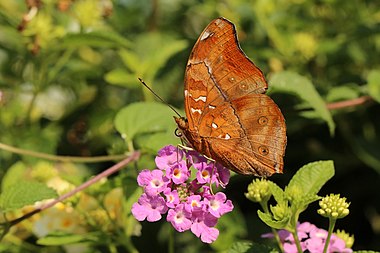 Autumn leaf butterfly