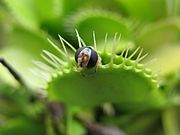 ハエトリグサに捕食されたハナアブ