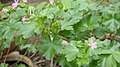 A bush with flowers