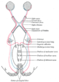 Scheme showing central connections of the optic nerves and optic tracts.