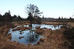 Teich in der Langenhorner Heide