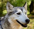 Iris-Heterochromie bei einem Siberian Husky