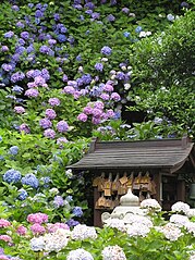 Hydrangeas at Kannonji Temple, Japan.