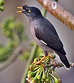 Photographie d'un oiseau aux plumes noires et grises et au bac orange perché sur une plante aux fleurs blanches