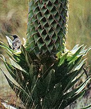 Nectarinia johnstoni.