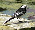 Pied Wagtail rear view