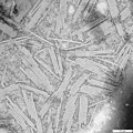 Image 11Wendell Stanley's crystallization of tobacco mosaic virus as a pure nucleoprotein in 1935 convinced many scientists that heredity might be explained purely through physics and chemistry. (from History of biology)