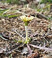 Taraxacum platycarpum