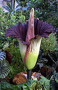 Karubuik Amorphophallus titanum