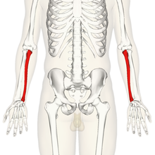 Ulna - anterior view.png