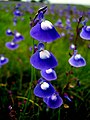 Utricularia arcuata at Kaas