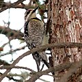 female, Ottawa, Canada