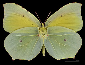 Gonepteryx cleopatra ♂