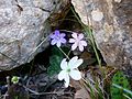 var. pyrenaica/hispanica Farbhybriden in Katalonien