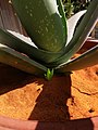 Aloe Vera plant sucker