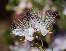 Fleurs de câprier.